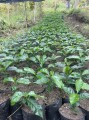 Finca El Girasol sadzonki Bless Coffee Roasters.jpeg