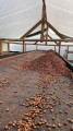 Finca El Girasol ziarno Bless Coffee Roasters.jpeg