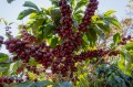 Gwatemala Bless Coffee Roasters coffee tree.jpg