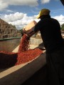 Kenia Swara AA 250 g Bless Coffee Roasters.JPG
