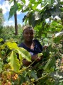 Kenia Swara 250 g Bless Coffee Roasters tree.JPG